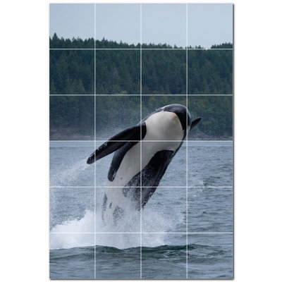 Baleine photo 6 x 6