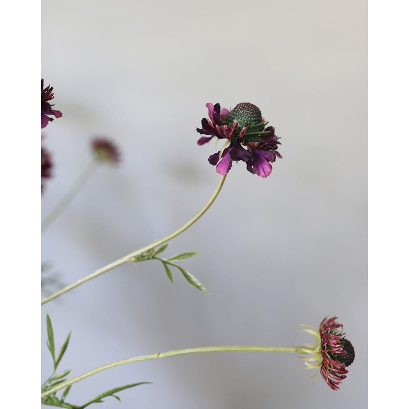 Violet Scabiosa Wildflower 29"