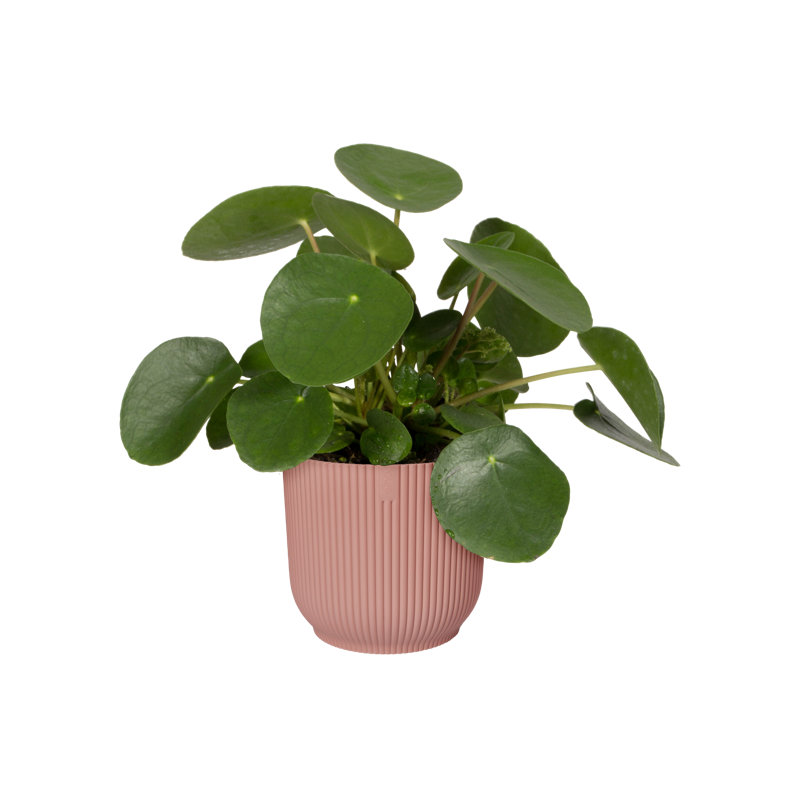 Pot Planter, Delicate Pink, 20.2cm H x 22cm W x 22cm D