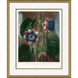 Thornton's Botanicals Giclee Print by Robert John Thornton
