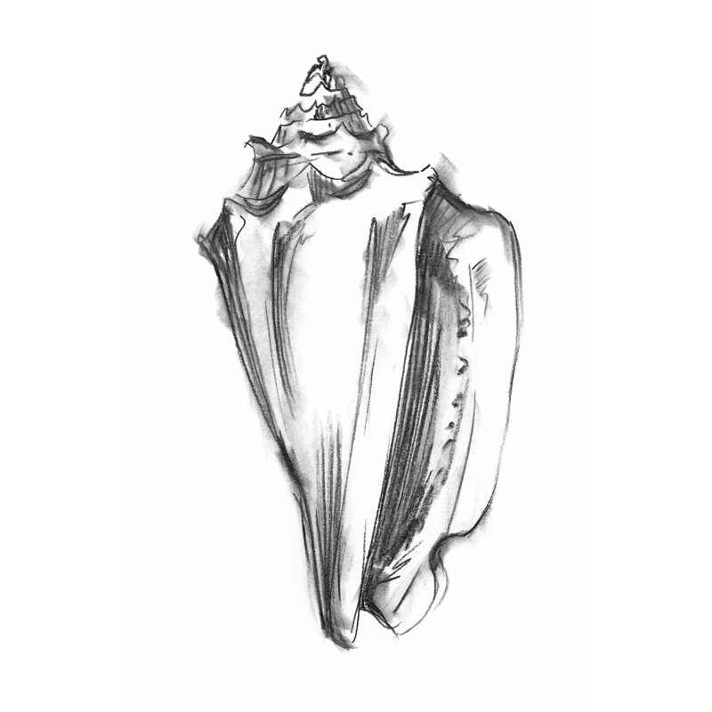 Croquis de coquille I, H 12 po x l 8 po