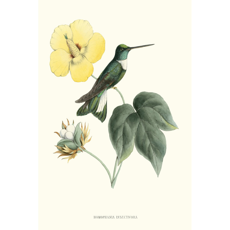 Hummingbird & Bloom I by Mulsant & Verreaux - Wrapped Canvas Print, 122cm H x 81cm W x 3.8cm D