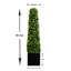 94cm Plant