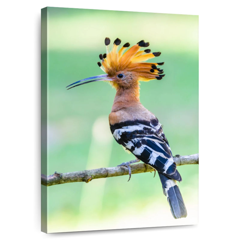 Brampt Common Hoopoe, 36" H x 24" W