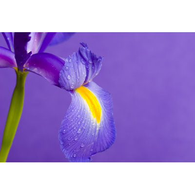 Iris by Alienhelix - Wrapped Canvas Print