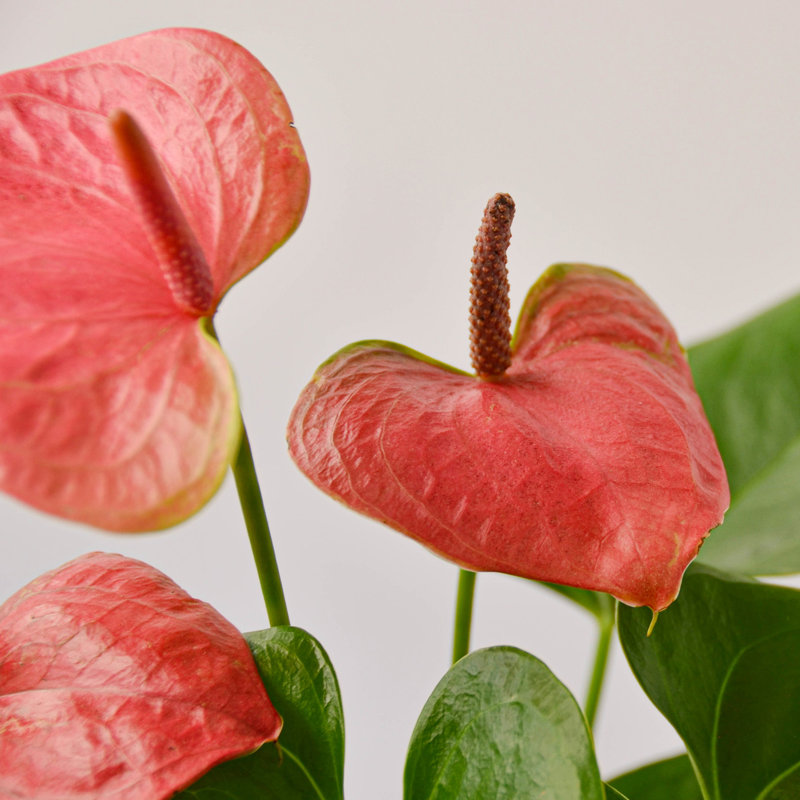 House Plant Shop Live Foliage Plant