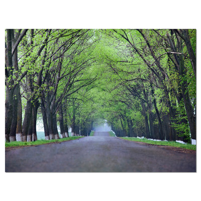 " Arched Trees Over Country Road "