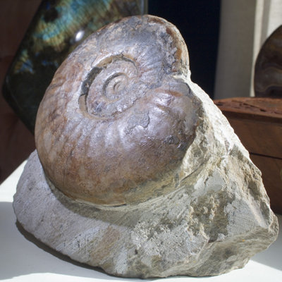 Ammonite fossile dans la matrice - Maroc