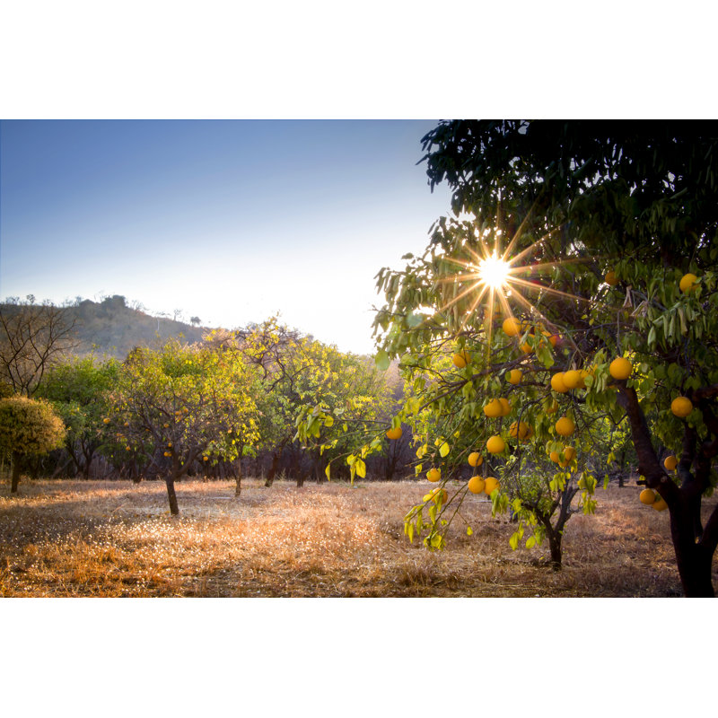 Orange Grove par Dave_Valler - Photographie sur toile tendue, L 30 po x H 20 po
