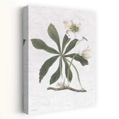 Botanique II - fleur blanche rétro, dessin botanique, étude de la nature