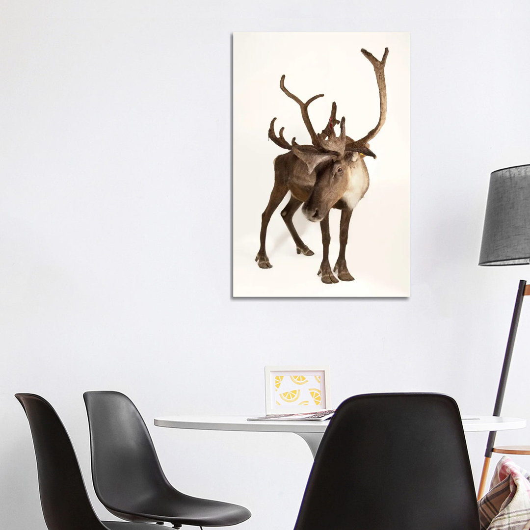 A Federally Endangered Woodland Caribou At New York State Zoo II von Joel Sartore - Gallery-Wrapped Canvas Giclée