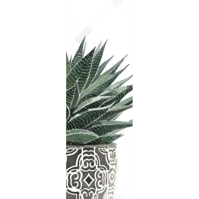" Zebra Plant Succulent "