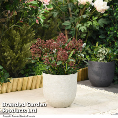 Coben Ivory Planter - Twin Pack
