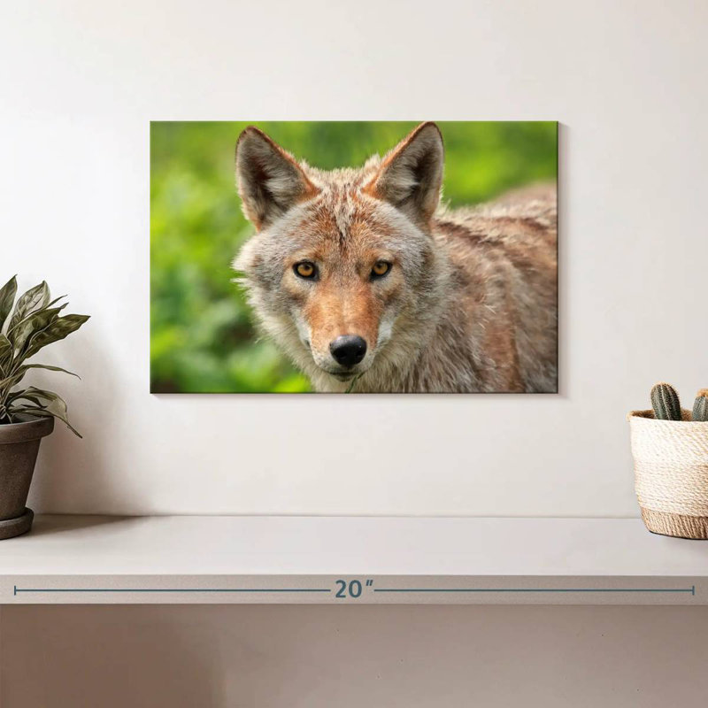 Face Of Coyote