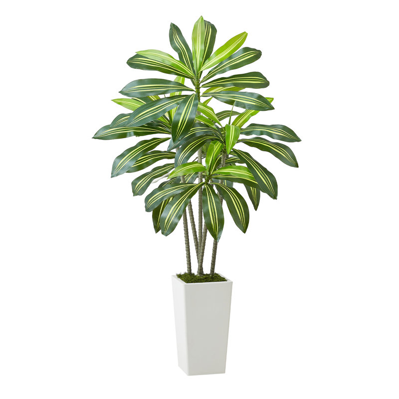 Faux Dracaena Plant in Planter, 152.4cm H x 70cm W x 70cm D