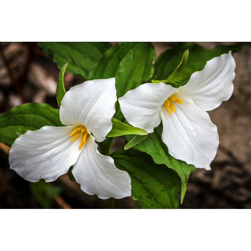 Trilliums par Kevinderrick - Photographie sur toile tendue, L 36 po x H 24 po