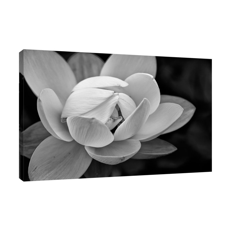 «Lily Close-Up 1», toile tendue par Glenn Taylor, H 12 po x l 18 po x P 1,5 po