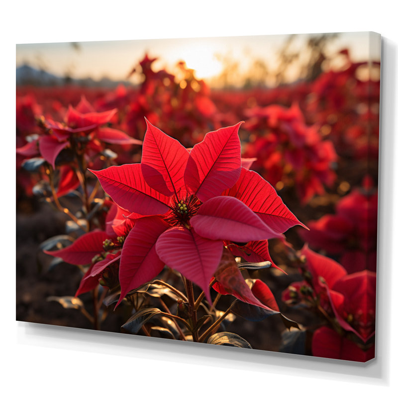 Art mural sur toile poinsettia floral, impression de fleur de Noël rouge - champ de poinsettias rouges III, Toile tendue
