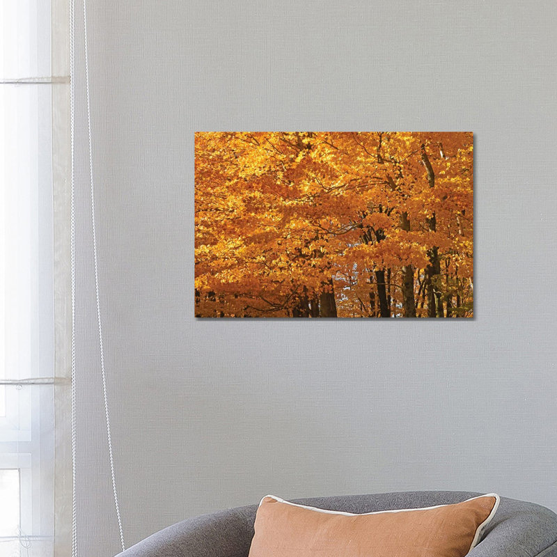 Sunshine Maples 1 Piece Wrapped Canvas Wall Art, 66.04 cm H x 45.72 cm W x 3.175 cm D