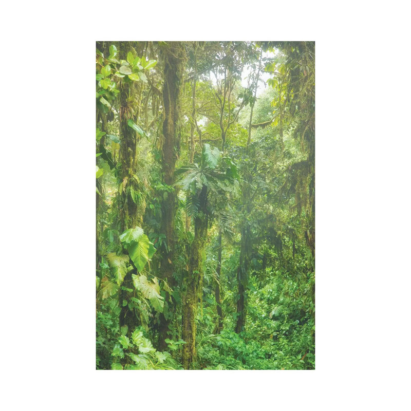 Jungle Mist by Mark Paulda - Print on Canvas, Wrapped Canvas, 66.04cm H x 45.72cm W x 1.91cm D