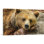 «Grizzly Bear on Rock Zoo Decor», reproduction de photo sur toile tendue