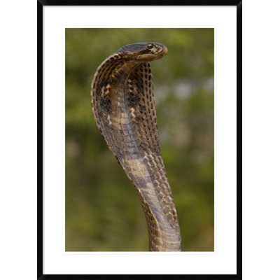 " Spectacled Cobra With Hood Flared "