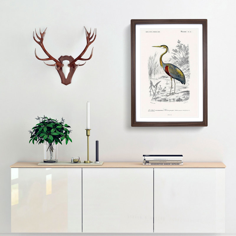 Heron by Charles D'Orbigny - Picture Frame Painting Print, 48cm H x 36cm W x 2cm D, Walnut Framed