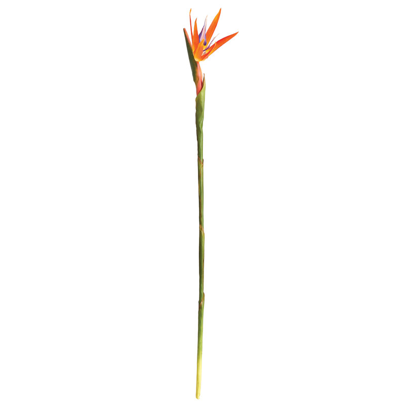 BIRD OF PARADISE STEM 31.5"