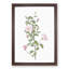 Pink Scotch Briar in Pink by Pierre-Joseph Redoute - Picture Frame Painting Print-55583857-55583856