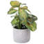 Artificial Plant
