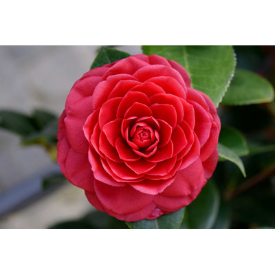 " Red Camellia Flower "