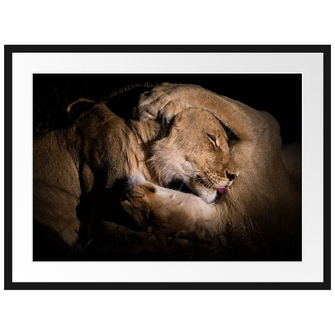 Löwe und Löwin kuscheln gerahmt Fotokunstdruck Poster