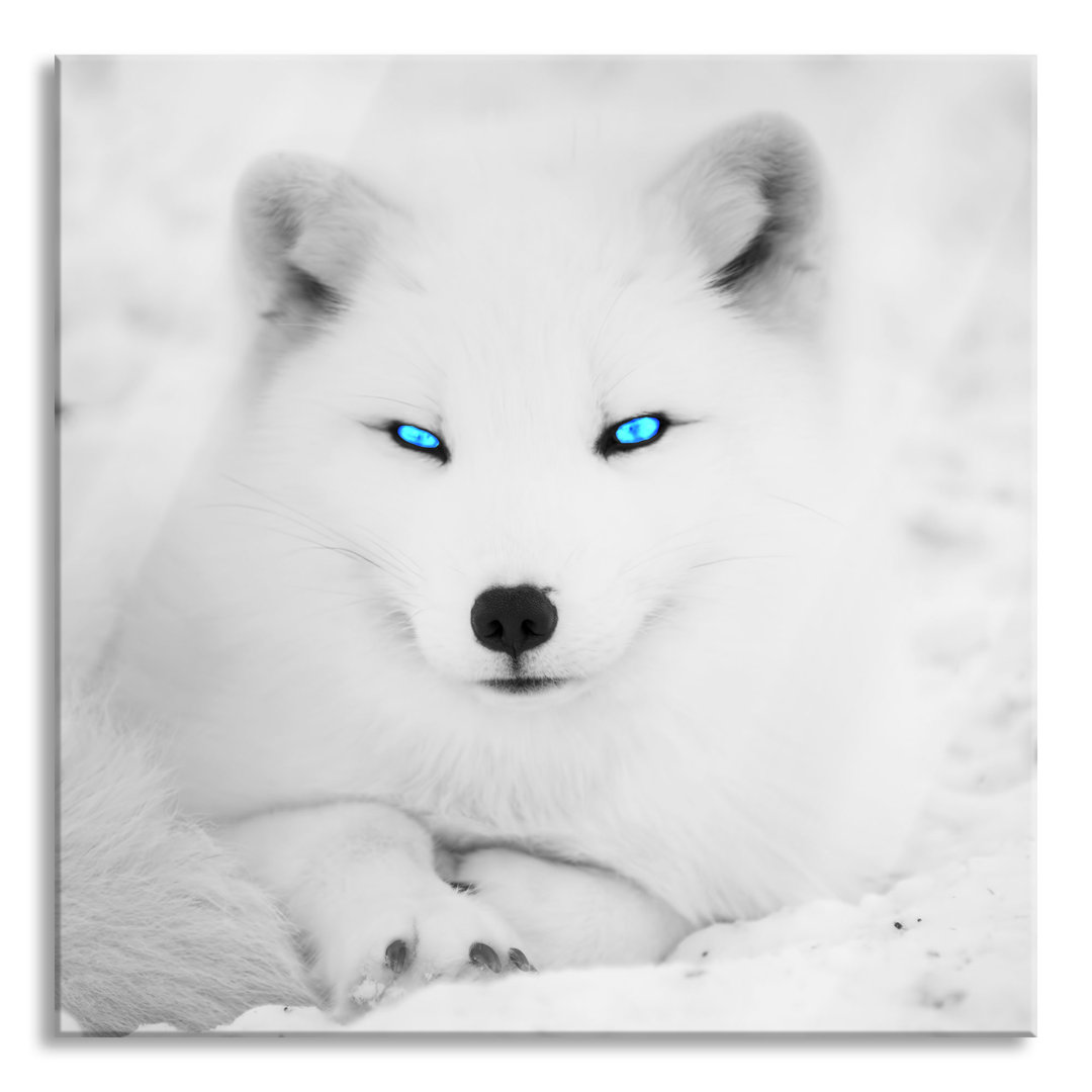 Glasbild Polarfuchs mit strahlenden Augen