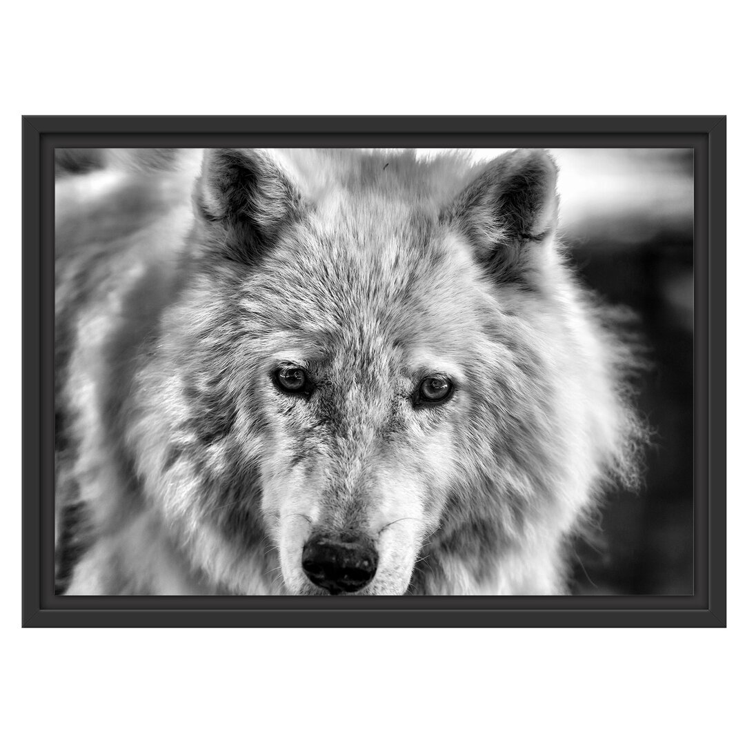 Gerahmter Kunstdruck Beautiful Polar Wolf