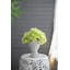 Jardinière en ciment de style grec / décoration de jardin intérieur / extérieur, P 6 po x 9 po-1532497717