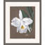 Orchid Study 9 Painting
