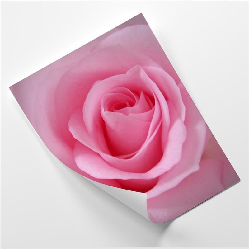 Poster Minimalistische Rose