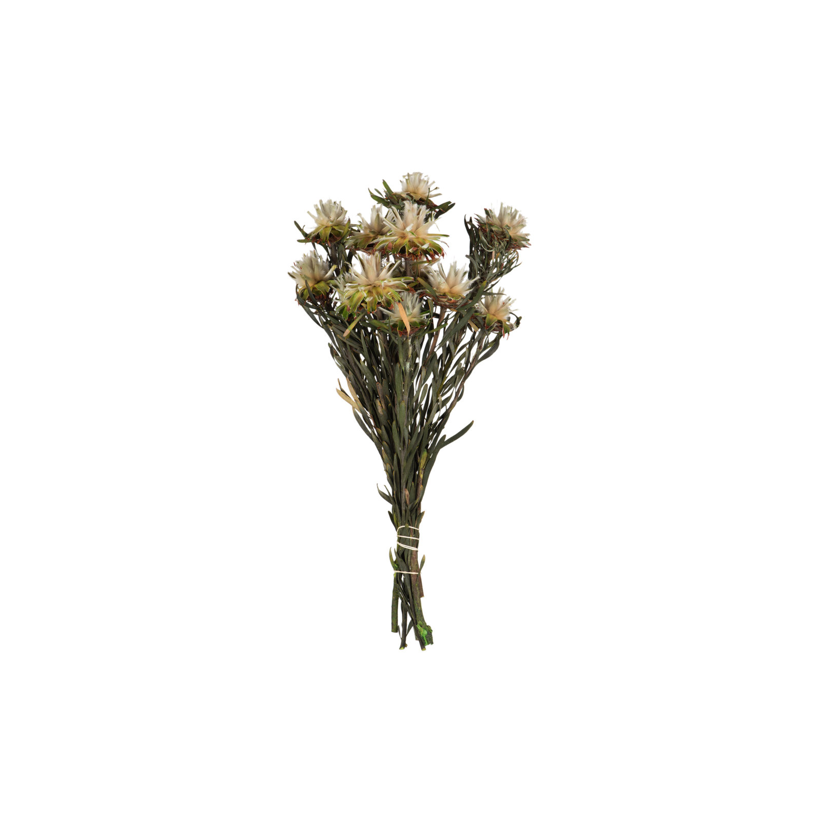 Plumosum Arrangement, Natural