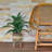 Callender 24'' Faux Dracaena Plant in Wicker/Rattan Basket