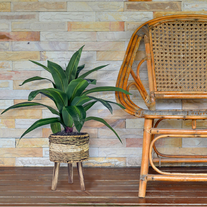 24-Inch Faux Dracaena Plant in Tri-Color Wicker Basket