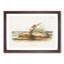 Orange Mice by J.W. Audubon - Picture Frame Painting Print-55581242-55581243