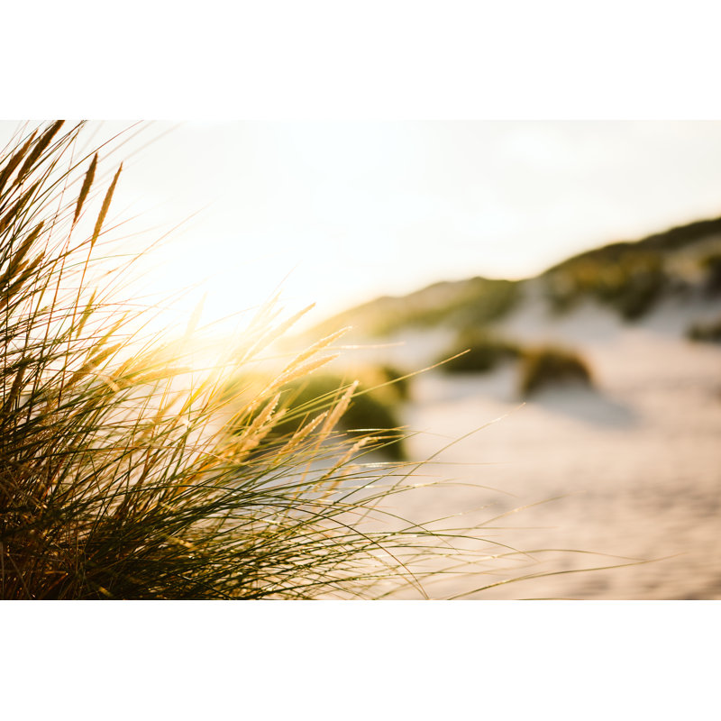Dune Grass on The Beach by Ppampicture, 24" H x 36" W