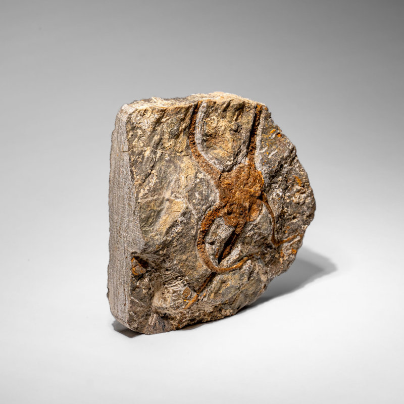Étoile fossile véritable Ophiuroidea (2,35 lb)