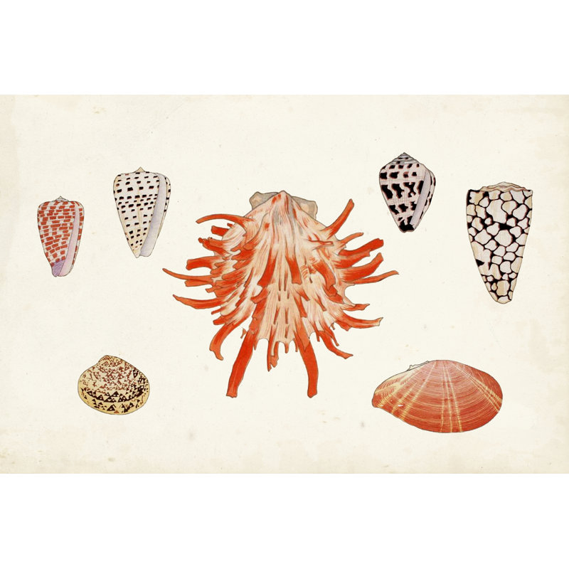 Antique Shell Anthology IV 1 Piece Wall Art on Canvas, 81cm H x 122cm W, Wrapped Canvas