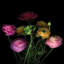 «Say It with Flowers I», reproduction de photo sur toile tendue-74387104-74387099-74387101