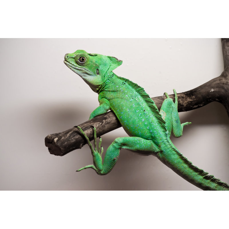 Plumed Basilisk by ISailorr - Wrapped Canvas Print, 20cm H x 30cm W
