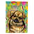 Tibetan Spaniel selected