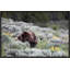 First Spring Print by Curt & Stacy Howell-69948803-69948804