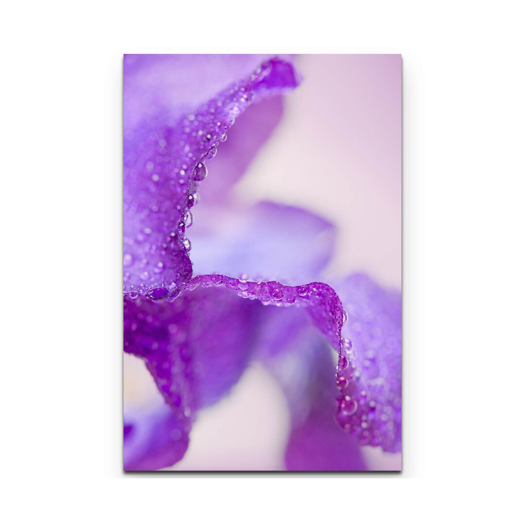 Leinwandbild Lila Iris mit Wassertropfen – Nahaufnahme