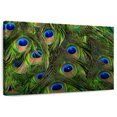 Brampt Silky Peacock Feathers